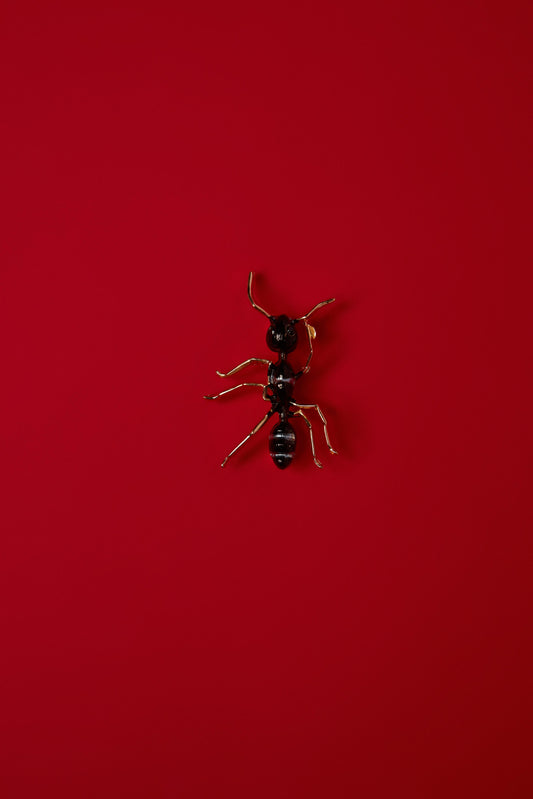 QUEEN ANT ANT BROOCH IN BLACK AND GOLD