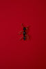 QUEEN ANT ANT BROOCH IN BLACK AND GOLD
